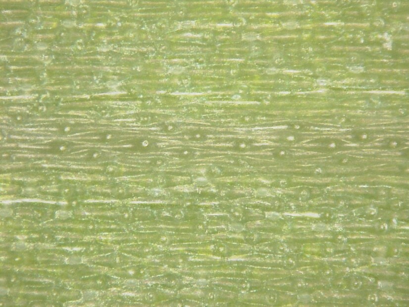 Iris Leaf Surface Roughness Scan