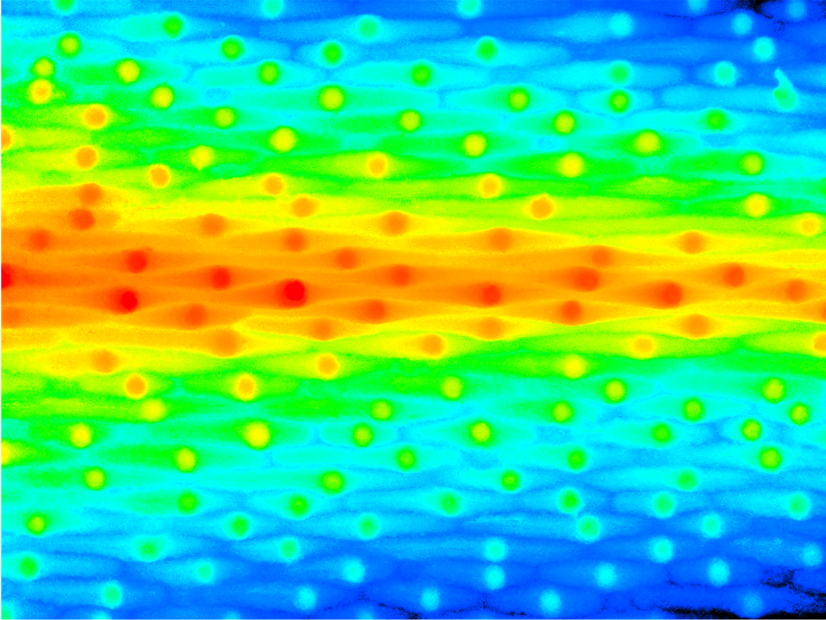Iris Leaf Surface Roughness Scan